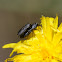 Jewel beetles (male and female)
