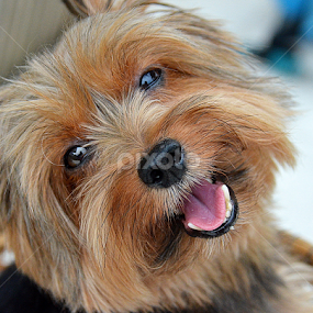 by Tupu Kuismin - Animals - Dogs Portraits