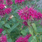 Hummingbird Moth