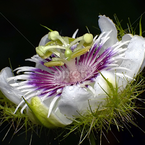 Passiflora foetida by Helnis Susanto Johannis - Flowers Single Flower