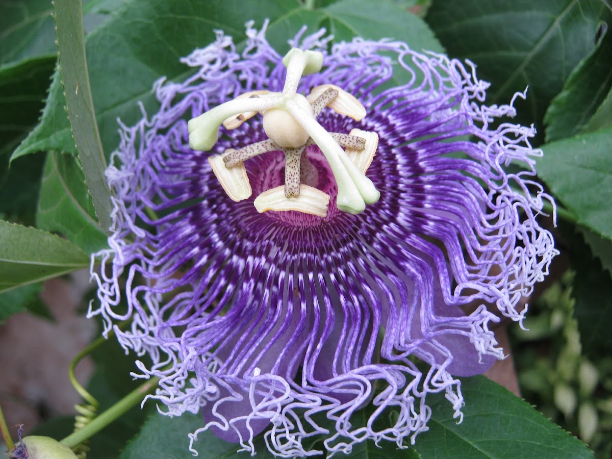 Passiion flower