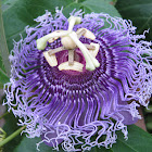Passiion flower