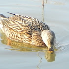 Mallard Duck (Female)