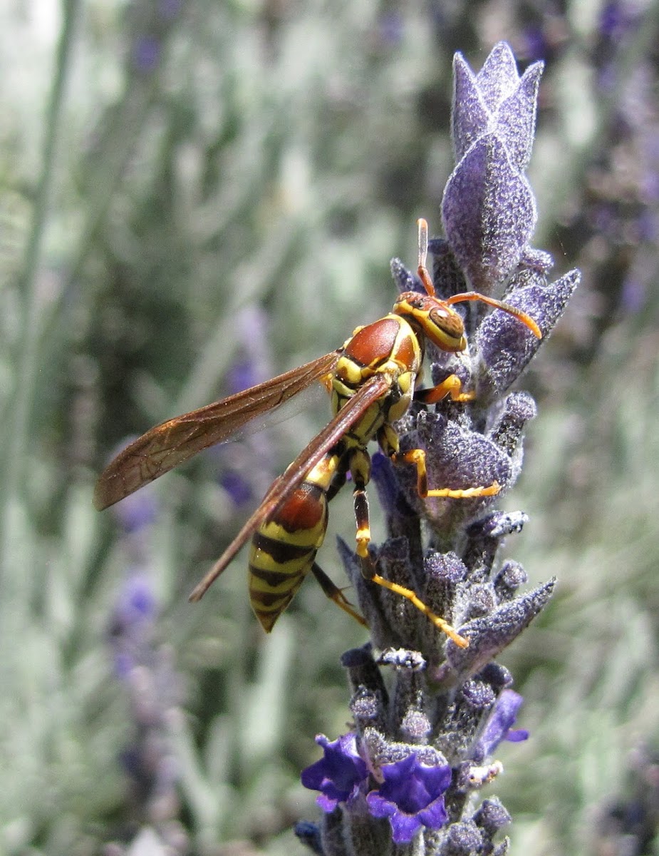 Common Paper Wasp (female)