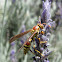 Common Paper Wasp (female)