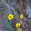 Fine leaf four vine yellow daisy.