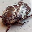 Pakistani Flower Chafer Beetle