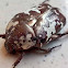 Pakistani Flower Chafer Beetle