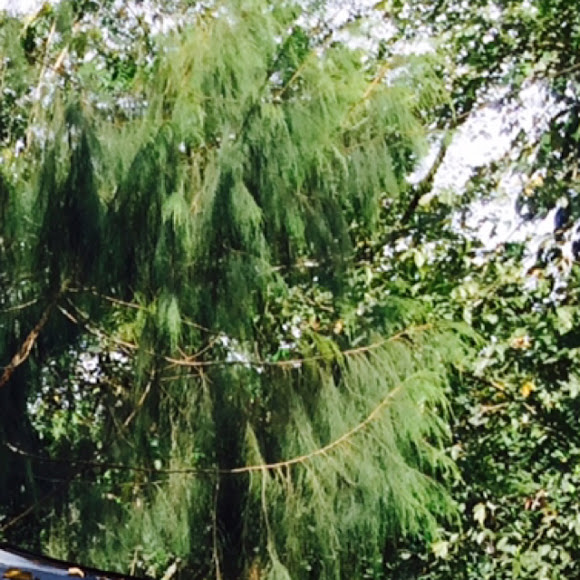 Agoho, pine tree Project Noah