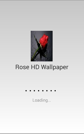 Rose HD Wallpaper