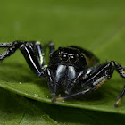 Jumping Spider