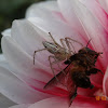 Lynx Spider with Bee