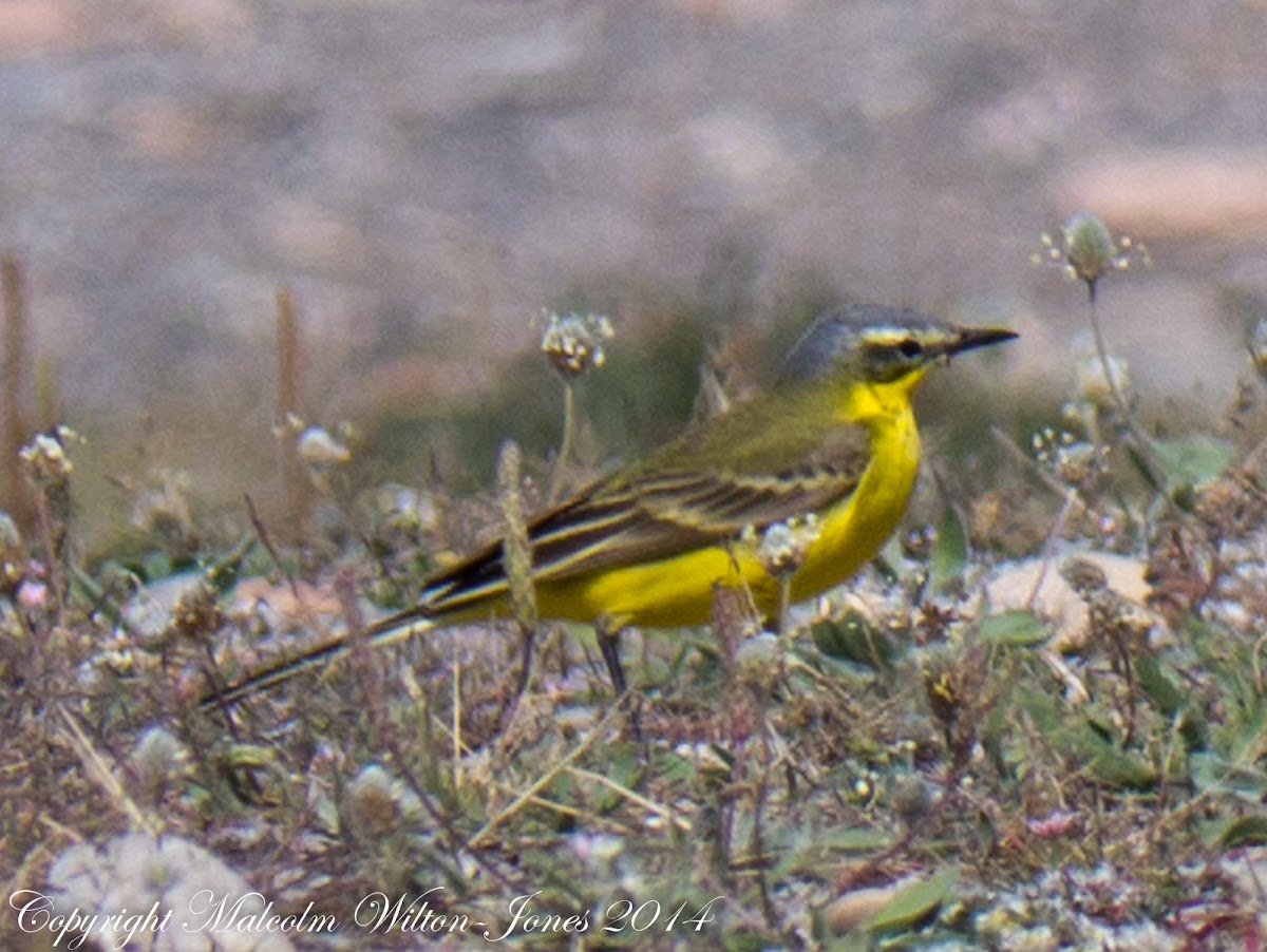 Blue-headed Yellow Wagtail