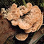Woody Polypore