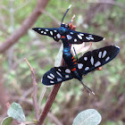 Handmaiden Moth