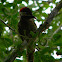 Carpintero de pecho punteado - spot-breasted woodpecker