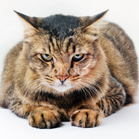 Bobo on Whiteroom by Izwan Azman - Animals - Cats Portraits