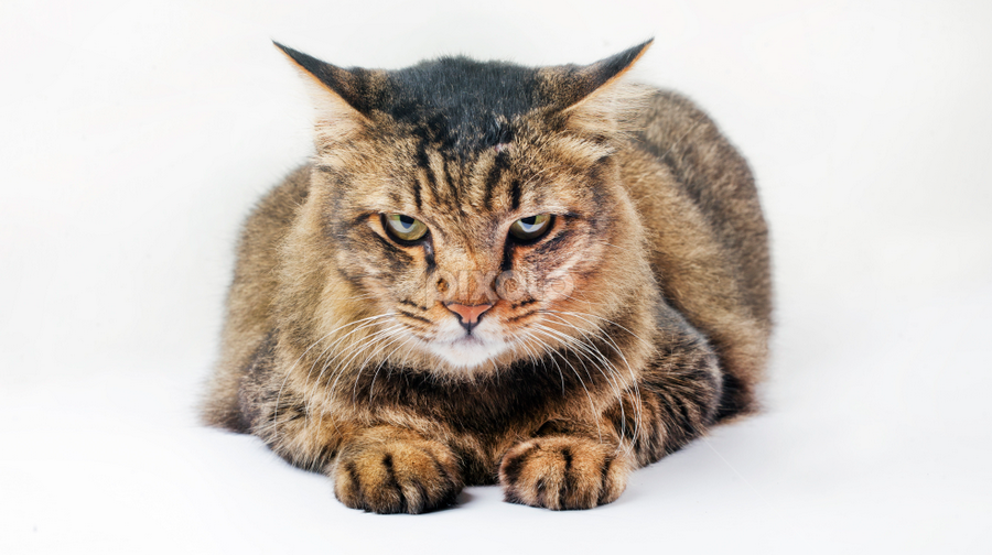 Bobo on Whiteroom by Izwan Azman - Animals - Cats Portraits