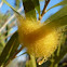 Egg Sac (Golden Orb weaving spider - Nephila sp.)