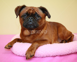 Jelly Roll by Sharon Scholtes -  