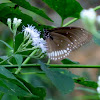 Common Indian Crow Butterfly