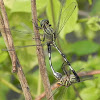 dragonflyGreen Marsh Hawk
