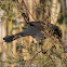 Sardinian Warbler; Curruca Cabicinegra