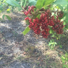 European Cranberry bush