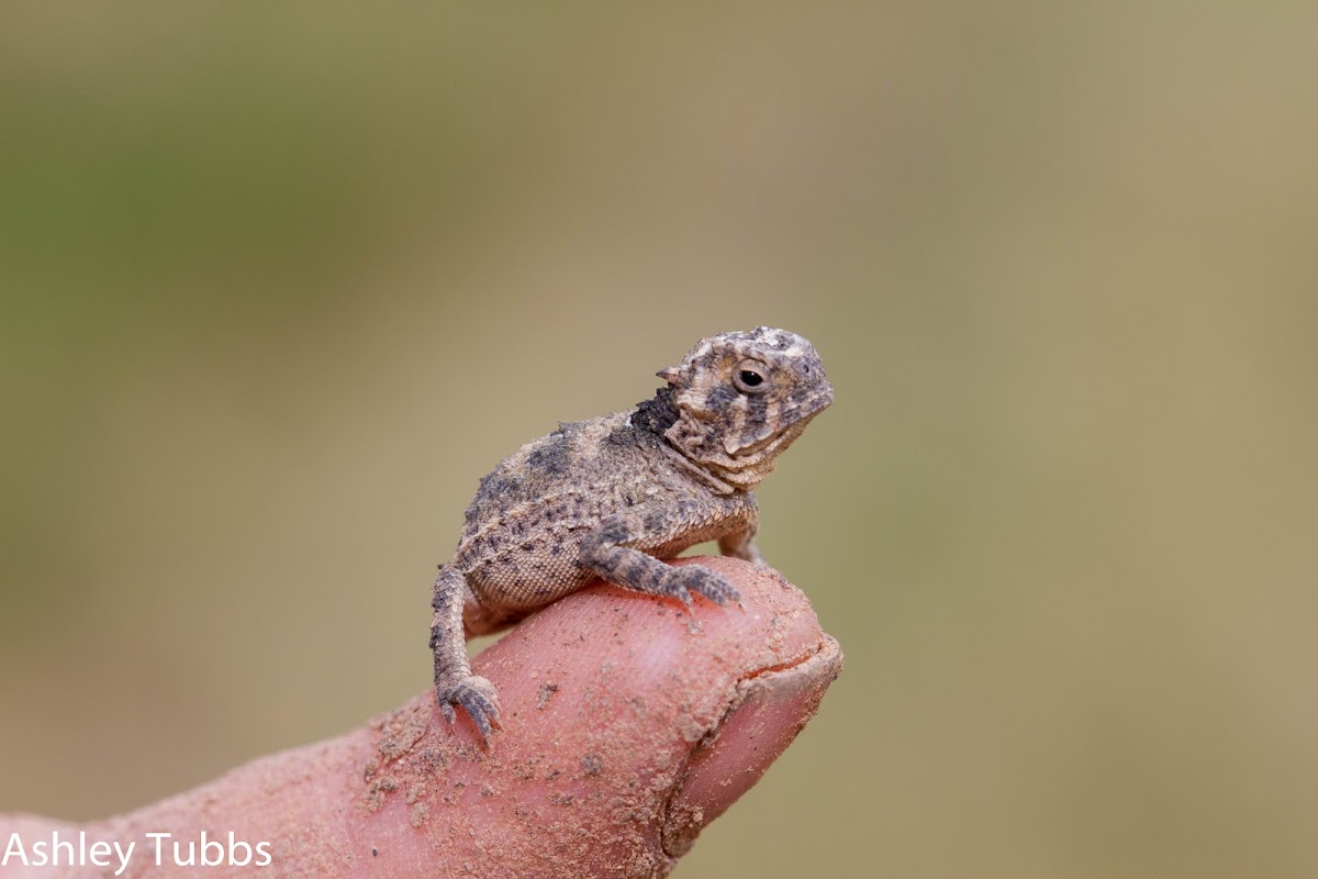 Texas Horned Lizard