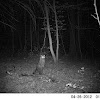 Eastern Raccoon