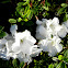 White rhododendron