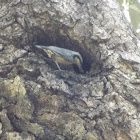 Chestnut-bellied Nuthatch