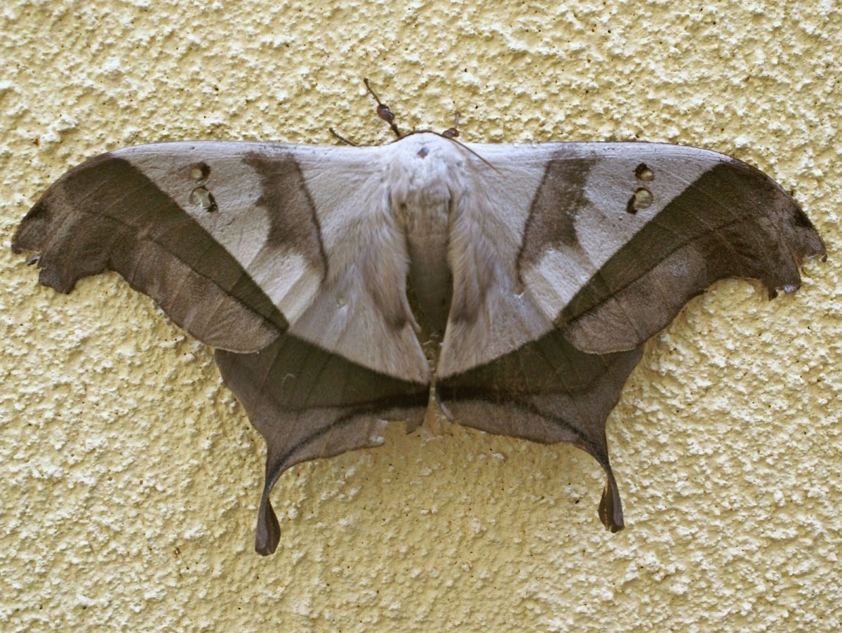 Dead-leaf moth