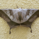 Dead-leaf moth