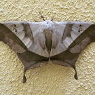 Dead-leaf moth