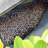 dwarf honey bee or red dwarf honey bee