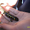 Yellow-Spotted Salamander