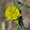 Saw-tooth Spurge