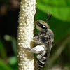Anthophorid bee