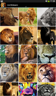 Lion Wallpapers(圖1)-速報App
