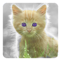 猫ライブ壁紙 Androidアプリ Applion
