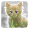 Cat Live Wallpaper Application icon