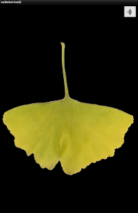 Japanese autumn leaves(圖7)-速報App