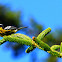 Magnolia Warbler