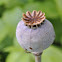 Poppy (seed pod)