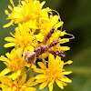 Thread-legged Bug (nymph)