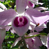 Dendrobium anosmum var. superbum