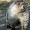 Alaska marmot