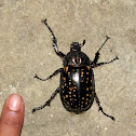 Red spot beetle