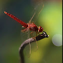 Dragonfly